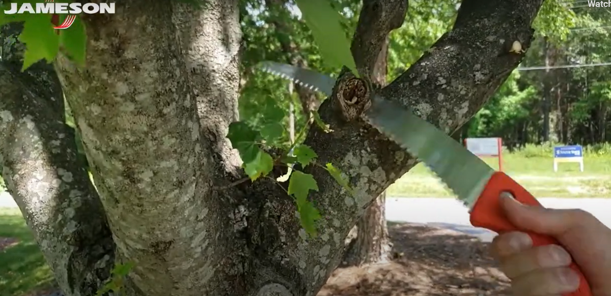 Jameson 16″ Barracuda Con Lama Per Potatura A Tre Tagli – SB-16TE - Foto 12